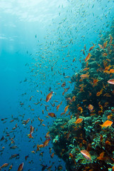 Fototapeta na wymiar Life on the coral reef