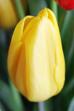 Yellow Tulip Close Up