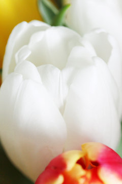 White Tulip