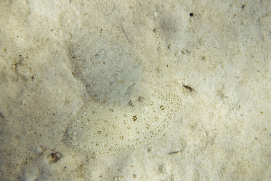 Two camouflaged flounders at the sea bottom