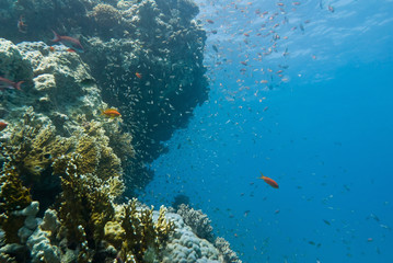 Fototapeta na wymiar Underwater landscape with marine life