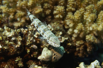 Variegated lizardfish