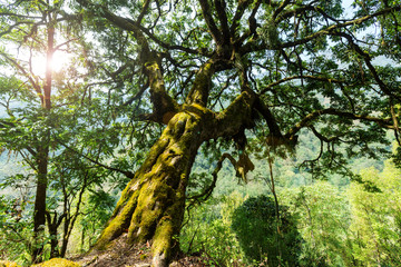 Fototapeta premium Nepal jungle