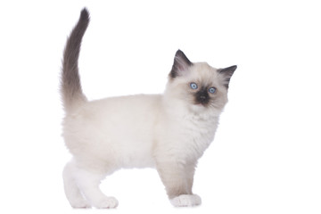 Ragdoll Kätzchen seitlich stehend auf weißem Hintergrund freigestellt