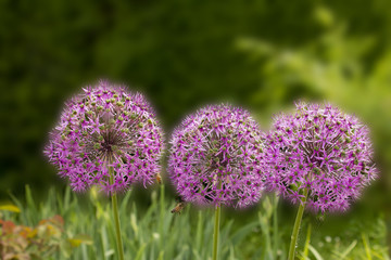 three giant purple allium flower field with tiny blue flowers