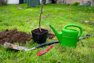 Baum anpflanzen 