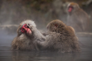 Naklejka premium Monkey, Asia, Japan 