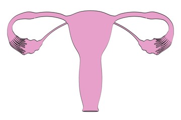2d cartoon illustration of female reproductive system