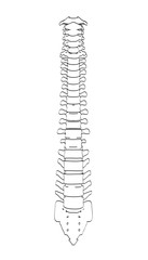 2d cartoon illustration of spinal cord
