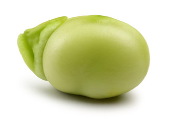 Broad Bean