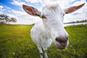 Obraz na płótnie Canvas Goat on the green summer meadow