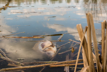 Fischsterben im Gewässer
