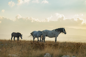 three horses on the mountain