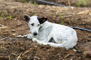 Fototapeta premium Lonely dog at farm.