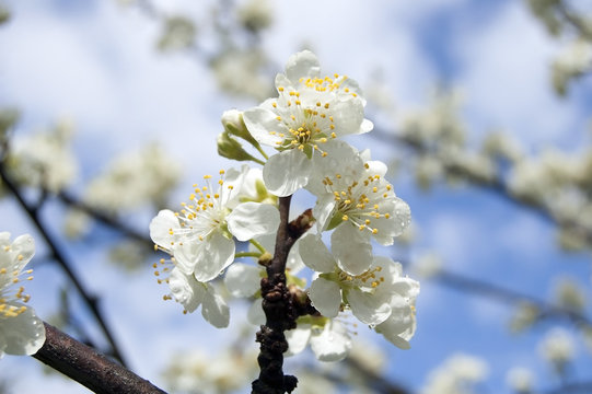 Bunch of white plum blossoms