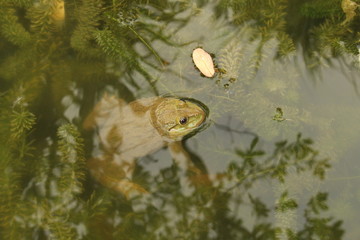 Frog swimming in the pond