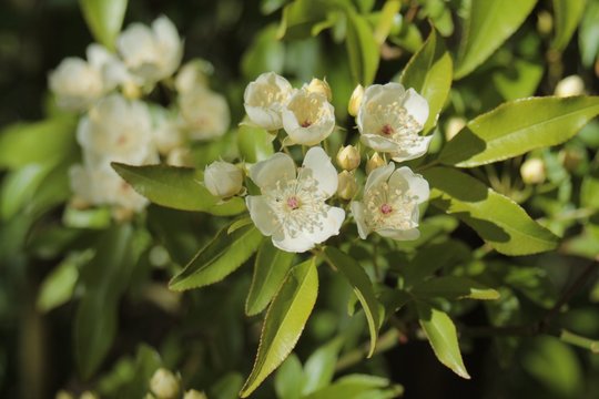 Blooming rose Banksiae normalis