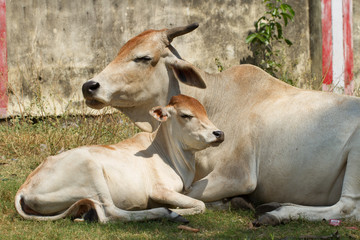 Naklejka na ściany i meble Cow with calf. Happiness motherhood. 