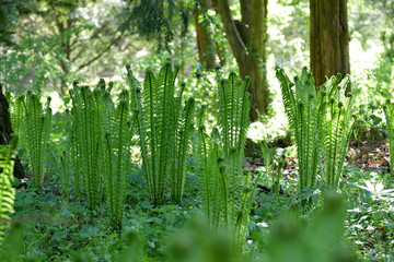young fern bush in garden
