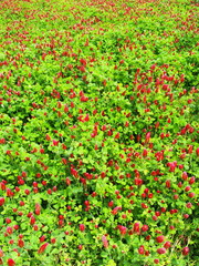 ベニバナツメクサ咲く風景