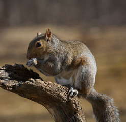 Naklejka na ściany i meble Hungry squirrel