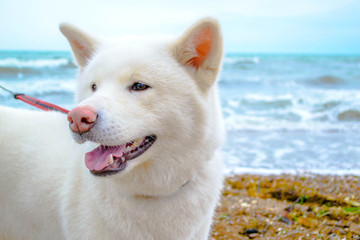 Dog on the beach