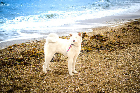 Dog on the beach