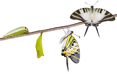 Isoalted five bar swordtail butterfly life cycle