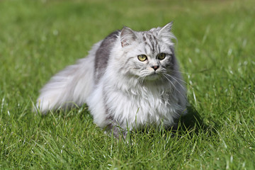 Grey persian cat playing in garden