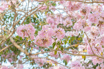 Pink Pantip blossom flowers on the tree.