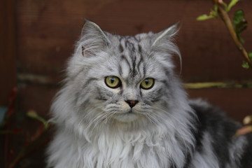 Grey persian cat playing in garden