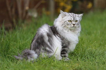Naklejka na ściany i meble Grey persian cat playing in garden