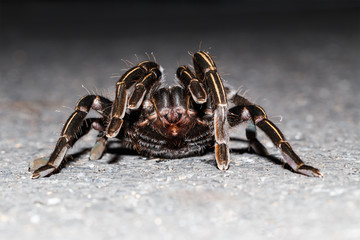 Close up of Thai zebra taruntula (Haplopelma albostriatum)