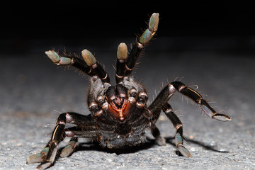 Close up of Thai zebra taruntula (Haplopelma albostriatum)