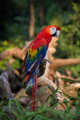 Red Macaw Parrot , close up