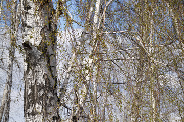 Obraz premium Березки