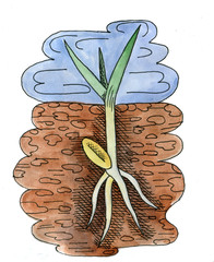 wheat germ root