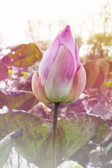 Beautiful pink bud lotus flower in natural pond
