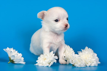 Cute chihuahua puppy dog on a blue background