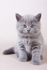 Gray British kitten looking into the camera