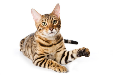 Striped red cat bengal looking at the camera (isolated on white)