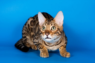 Striped red cat on a blue background bengal