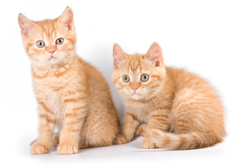 Several red striped kitten in a box