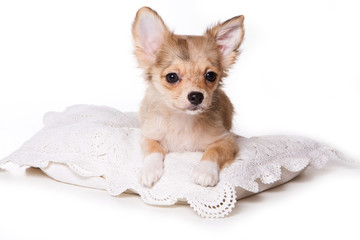 Red-haired Chihuahua puppy and pillow (isolated on white)