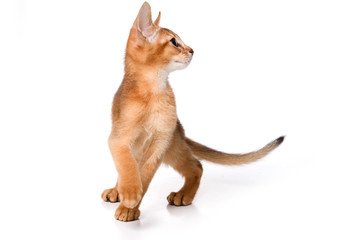 Ginger kitten Abyssinian (isolated on white)