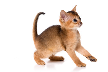 Ginger kitten Abyssinian (isolated on white)