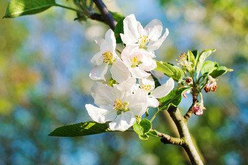 Blooming apple tree in spring time.