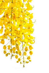 Golden shower (Cassia fistula), Beautiful flower in summer time
