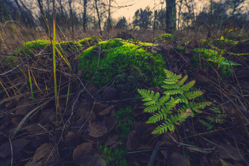 Fern and moss in the forest