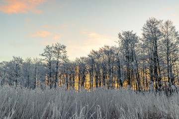 Trees in the morning sunrise in the winter